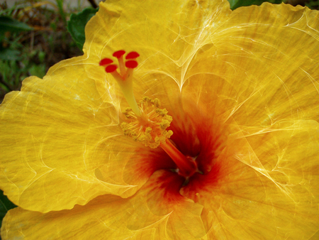 Mapping of a Flower - abstract, nature, fractalius, hisbiscus, flower, fractal, other