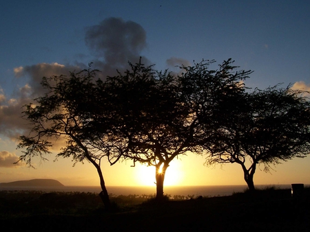 SUNRISE TREES - sunrise, light, nature, sun