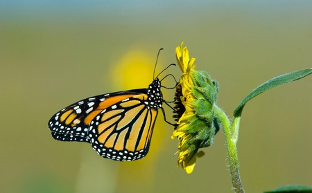 Season for Yellow - season, sunflower, autumn, sunshine, monarch, summer, nature, yellow, forever, together, friends, huge, flower