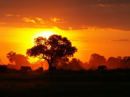 SUNRISE IN THE SAVANNAH - nature, sunrise, light, sun