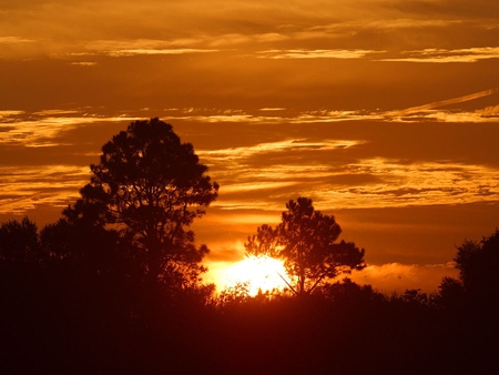 SUNRISE THROUGH THE TREES - sunrise, light, nature, sun