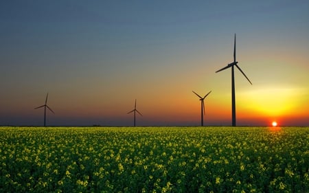 WINDMILL SUNSET - blossoms, field, sunset, windmills