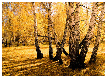 fall - nature, fall, yellow, forest, trees