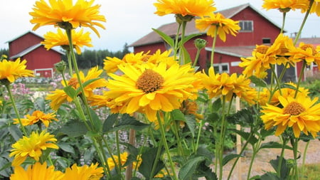 Yellow flower - countryside, summer, harvest, house