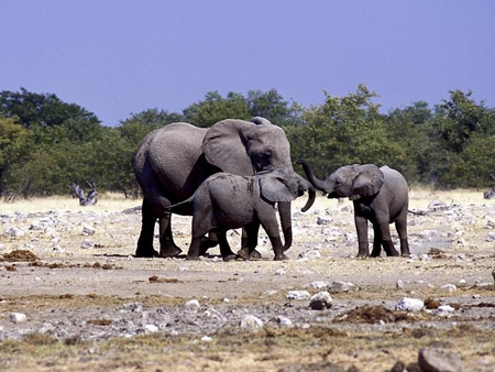 Going to Fight it Out - sky, baby, trees, elephants