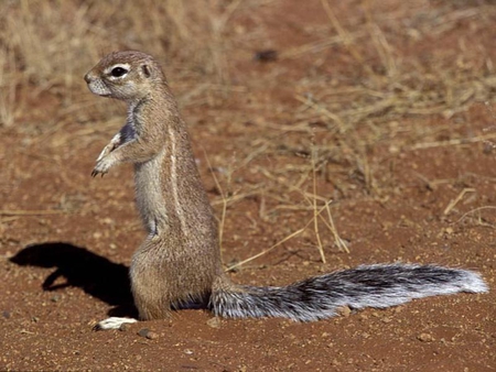 Prairie Dog - dirt, prairie, dog, tail