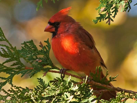 Mr Cardinal - cardinal, red, tree, bird