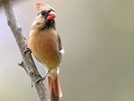 Mrs Cardinal