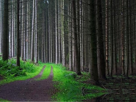 Ride Through The Forest - tree, bushes, dirt, grass