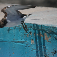 Bird in flight but where?