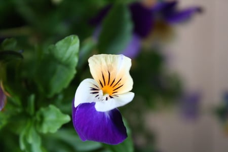 Unbelievable colors in a natural flower - purple, colors, morning, flower, leaves