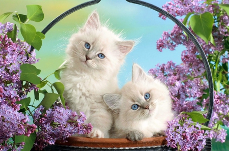 Cute Cats - cat, blue eyes, basket, white, purple, animal, lilac, cute, flower