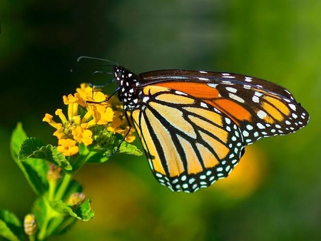 Butterfly - orange, flower, yellow, butterfly