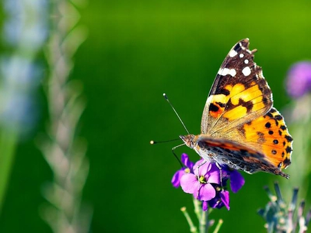 Butterfly - orange, flower, yellow, butterfly