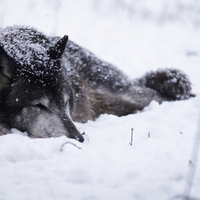 Sleeping Wolf