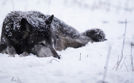 Sleeping Wolf - snow, lying, sleeping, wolf