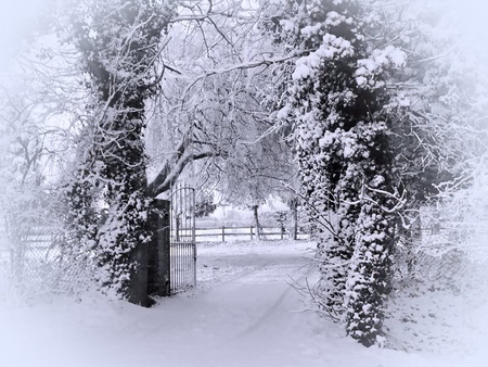 Snowy Gate - fence, tree, gate, snow