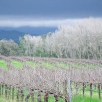 jan winter vineyard