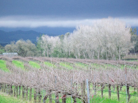 jan winter vineyard - winter vineyard, santa ynez ca, winter trees, santa barbara county