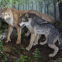 the mates in the woods