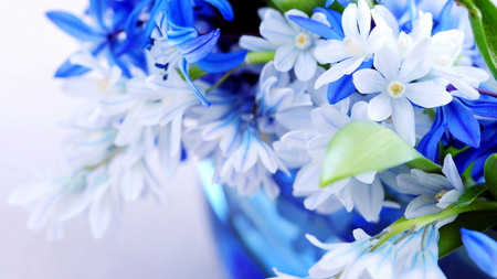 Flowers for Luiza - nice, gift, vase, white, blue, beautiful, flowers, flower, stunnig