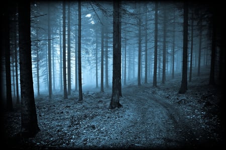 Blue Road - road, trees, forest, blue