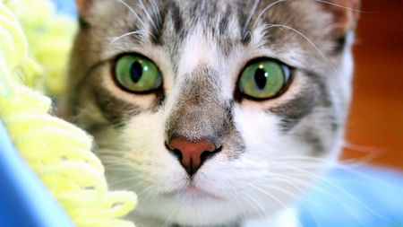 Lovely green Eyes - eyes, lovely, green, cat