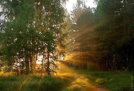 Forest - sunlight passing through the branches - branches, yellow, landscape, sunshine, beauty, grass, forest, harmony, nature, tranquility, green, day, sun, sky