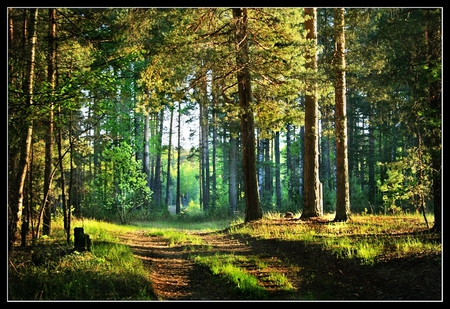 Forest - landscape - forest, tranquility, landscape, beauty, harmony, yellow, sun, branches, grass, relaxation, fresh air, nature, day, sunshine, green