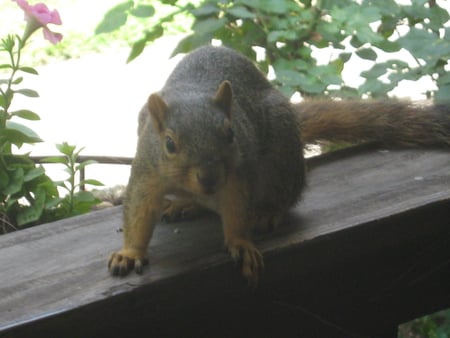 Monkey The Squirrel - wood, squirrel, sun, green, flowers, plants