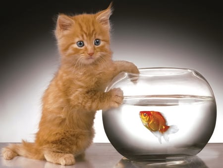 Kitty and golden fish - cat, adorable, kitty, water, kitten, fish, animal, sweet, golden, cute