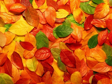 Colorful Autumn Leaves - nature, fall, autumn, leaves, colors