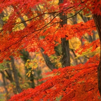 Red Maple Tree in Autumn