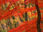 Red Maple Tree in Autumn