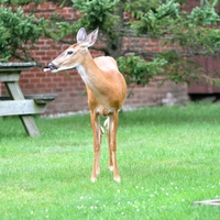 Beautiful Deer