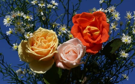 THREE ROSES - nature, three, colorful, roses