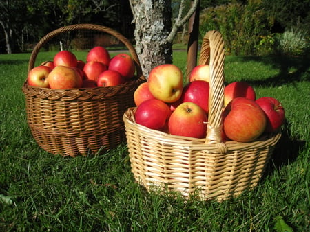 Harvest time - baskets, red, tree, grass, apples