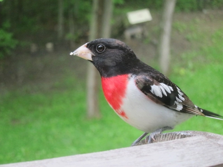 little-male-grosbeak - grosbeak, bird, cool, little, picture, male