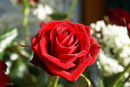 RED ROSE - nature, flowers, rose, red