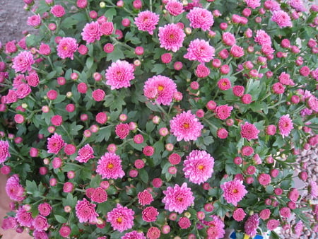 Chrystanthemum - autumn, chrystanthemum, flowers, pink