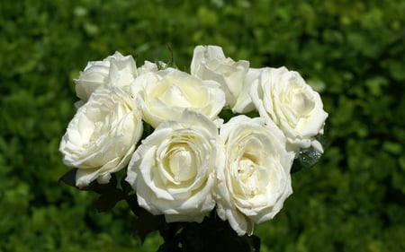 WHITE ROSES - white, nature, flowers, roses