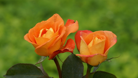 ORANGE ROSES - roses, flowers, orange, nature