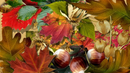 Many Colors of Fall - dried flowers, fall, nuts, autumn, bright, pods, firefox persona, leaves