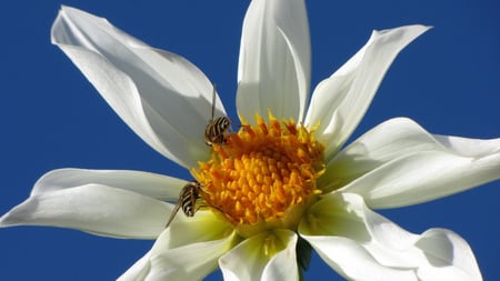 White flower - bee, white, dahlia, summer