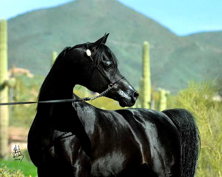 Onyx - beauty, fence, horse, green, stallion, black