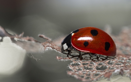 Ladybug - red, ladybug, photography, macro, ladybird