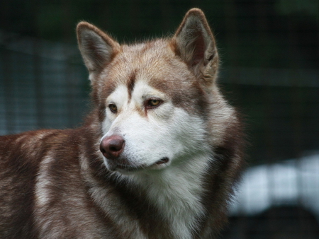 Husky - friend, animal, husky, pet, puppy, dog