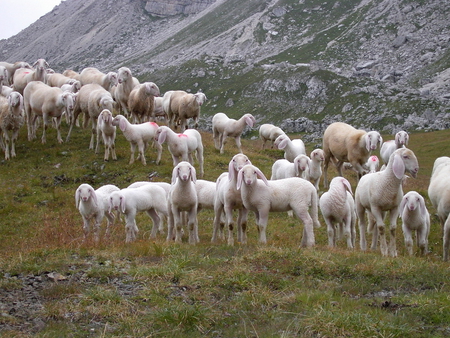 Sheeps - field, animal, sheep, grass