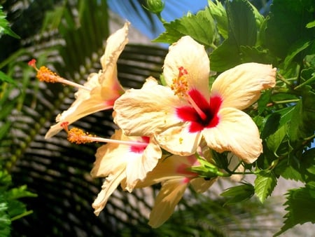 Yellow Hibiscus - hibiscus, flower, yellow, leaves