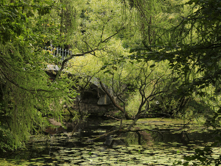 Forest - forest, path, tree, nature, green